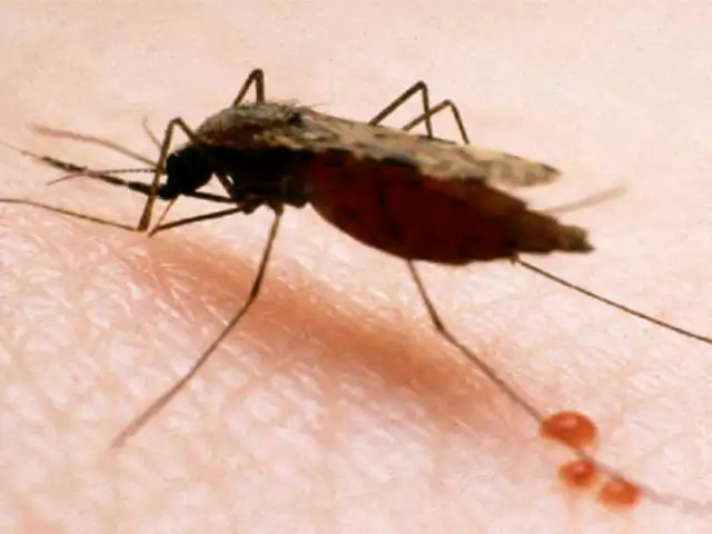 Malaria: Científicos peruanos investigan test de bajo costo para diagnóstico rápido