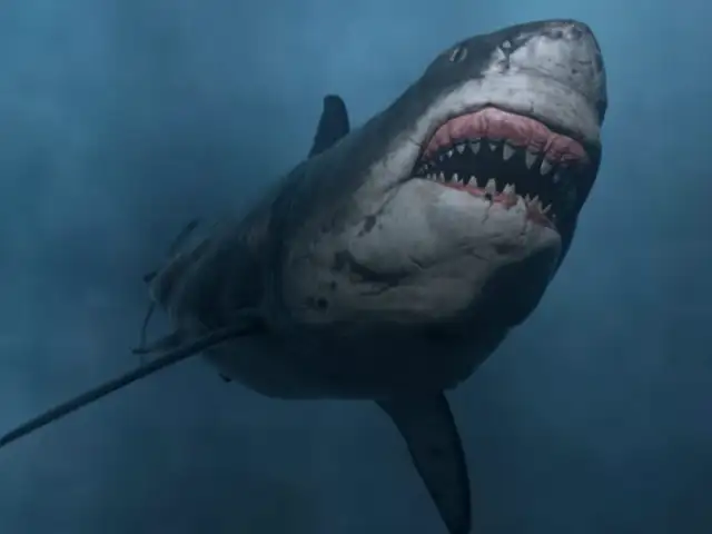 Niña encuentra diente de tiburón prehistórico en una playa