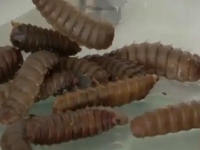México: emplean método de comer insectos para bajar de peso