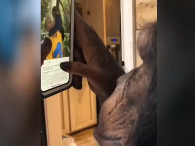 ¡INSÓLITO! chimpancé usa Instagram mejor que muchos humanos