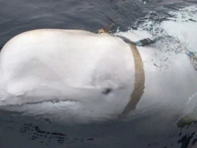 Noruega: hallan a ‘ballena espía’ rusa