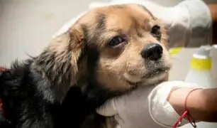 Patatón 2019: regresa el evento benéfico a favor de perros y gatos en abandono