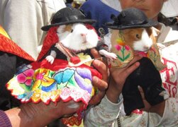 Huancayo: desfile de cuyes con trajes típicos por el Día de la Madre