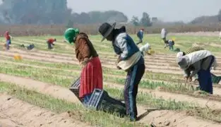 Congreso: Pleno no llegó a un acuerdo sobre ley de Régimen laboral agrario