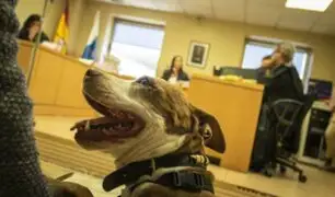 Un perro asistió como testigo a juicio por maltrato animal