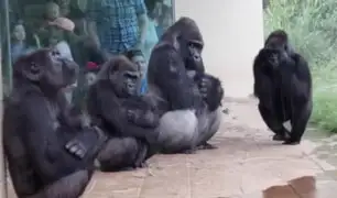 EEUU: gorilas de un zoológico sorprenden al idear un plan para no mojarse por la lluvia
