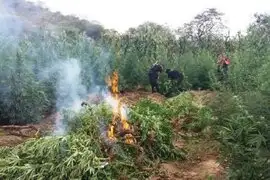 Incineran más de 25 mil plantones de marihuana en Ica