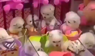 Perros son utilizados como premios en máquina de peluches [VIDEO]