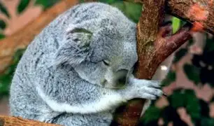 ONG asegura que los koalas están ''funcionalmente extintos''