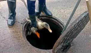 VIDEO: rescatan pato que estaba atrapado en buzón de desagüe