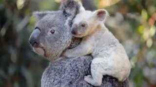 ¡Están desapareciendo! Declaran "funcionalmente extintos” a los koalas