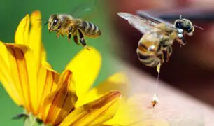 Conozca el poder del veneno de las abejas y las propiedades curativas que posee
