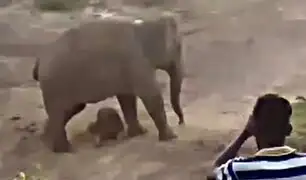 Elefante asesina a hombre que fotografiaba el cadáver de su cría
