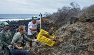 Galápagos: reintroducción de iguanas terrestres se implanta como modelo de conservación
