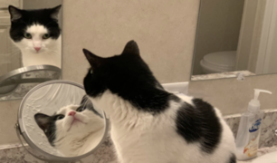 ¿Qué espejo está viendo el gato?: El reto viral que desconcierta las redes sociales