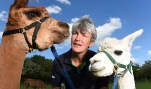 Terapia con alpacas: novedosa técnica promete aliviar definitivamente el estrés