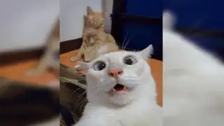 Joven olvida su celular en casa y sus gatos se toman hilarantes ‘selfies’