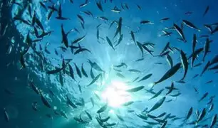 Animales marinos: actividad humana provoca megaextinción en océanos