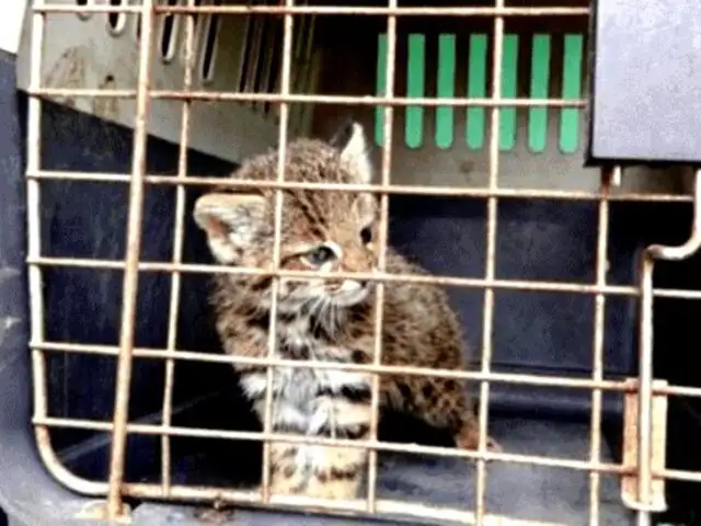 Rescatan a cría de gato salvaje que era tratado como mascota