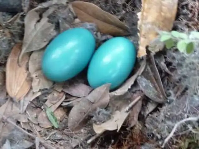 VIDEO: captan robo de huevos de una escurridiza ave de la selva peruana