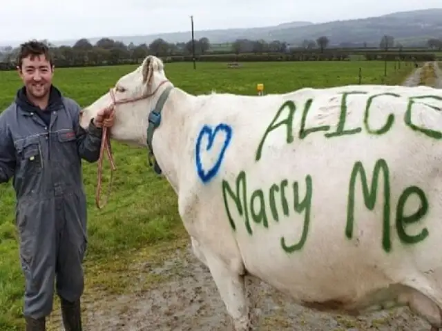Hombre pintó una vaca para proponerle matrimonio a su novia