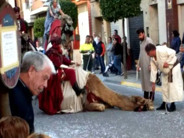 España: un camello se desmaya en popular festividad
