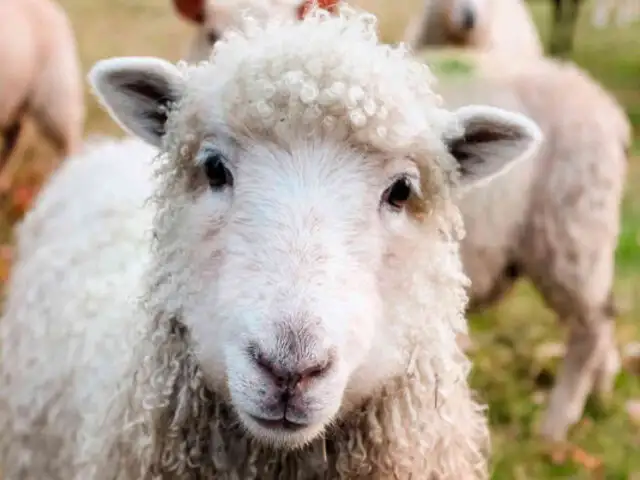 Inscriben a 15 ovejas en un colegio rural para evitar cierre de clases
