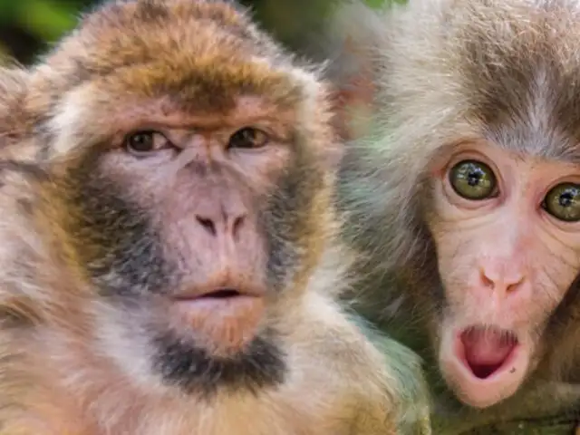 Primates más inteligentes: científicos chinos han creado once monos con genes humanos