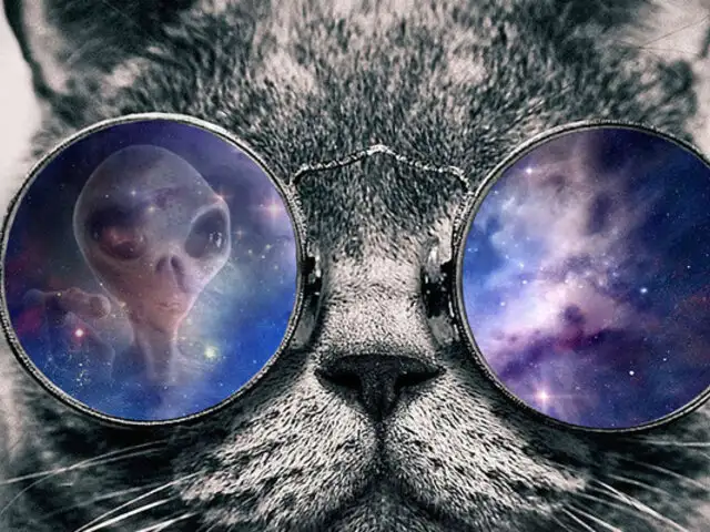 ¿Son los gatos espías enviados por seres de otros mundos?