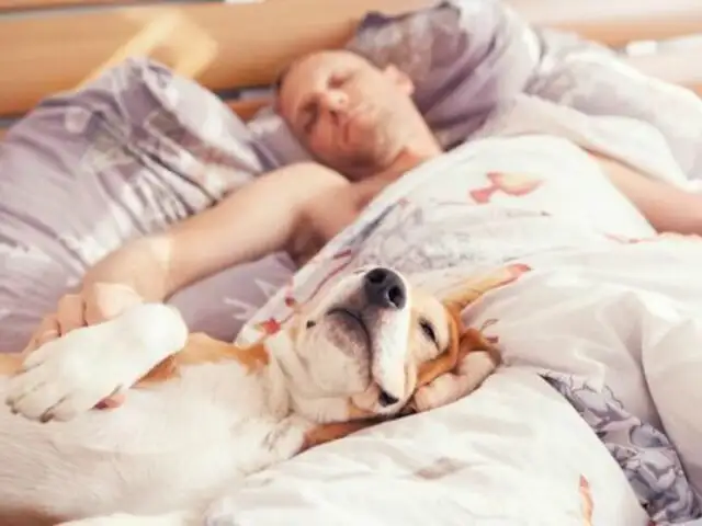 Dormir con tu mascota podría mejorar la calidad de tu sueño