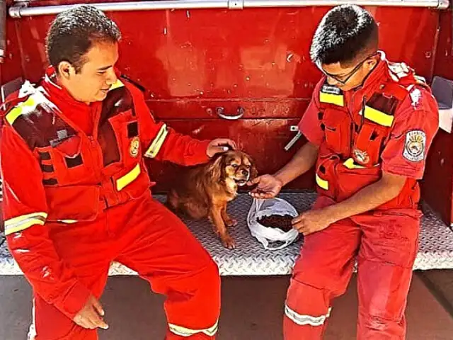 Cusco: bomberos rescatan y adoptan a perro que fue lanzado a río