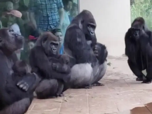EEUU: gorilas de un zoológico sorprenden al idear un plan para no mojarse por la lluvia