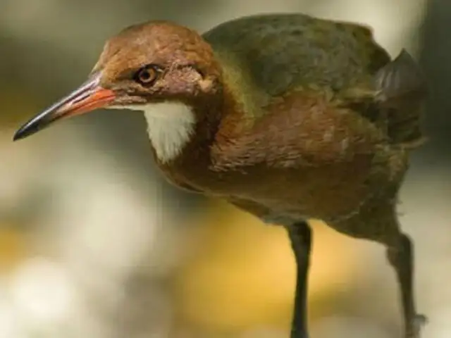 Reino Unido: reaparece ave que se extinguió hace más de 130 mil años