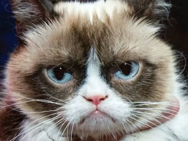 Grumpy Cat: murió la gatita más famosa de Internet
