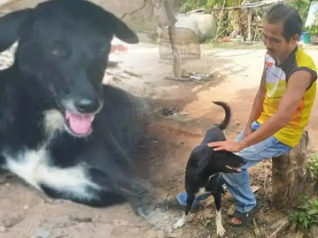 Tailandia: perro rescata a un bebé enterrado vivo por su madre