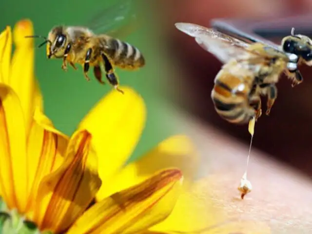 Conozca el poder del veneno de las abejas y las propiedades curativas que posee