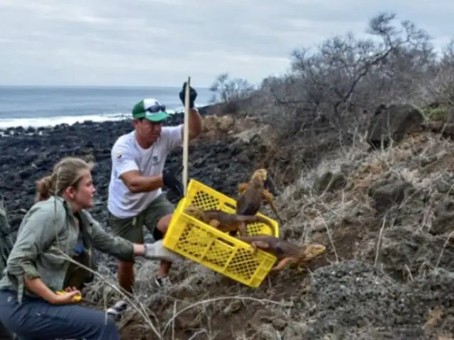 Galápagos: reintroducción de iguanas terrestres se implanta como modelo de conservación