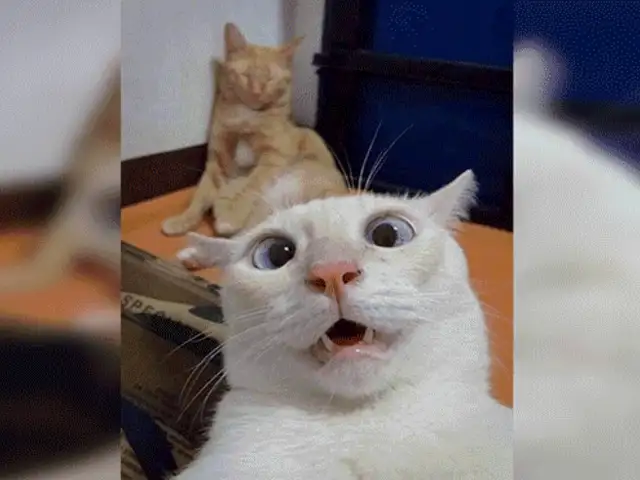Joven olvida su celular en casa y sus gatos se toman hilarantes ‘selfies’