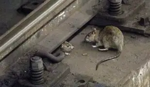 Alarma en Nueva York: La ciudad está infestada de ratas