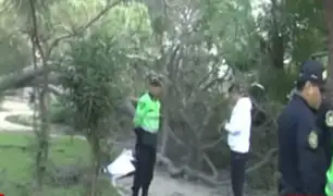 Chaclacayo: hombre fallece aplastado por un árbol