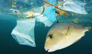 El Día de los Océanos: 13 millones de toneladas de plástico se filtran en los mares cada año