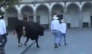 Arequipa: toro fue paseado por las calles en apoyo a pelea de toros