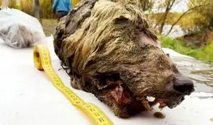 Encuentran cabeza de lobo de 40 mil años de antigüedad