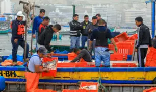 Decomisan 3 toneladas de pota pescada ilegalmente en Lima