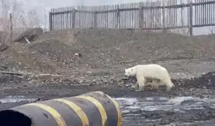 Rusia: oso polar busca alimento en zona industrial a 800 km de su hábitat natural
