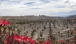 Chile: científico crea "desierto verde" para frenar calentamiento global