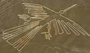 Japón: descubren identidad real de las aves dibujadas en líneas de Nazca