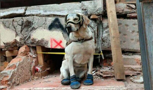 México: Frida, la can rescatista, se retira luego de nueve años de labor