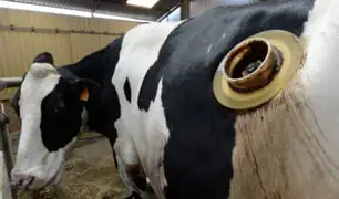 Francia: vacas con agujeros en el estómago generan polémica