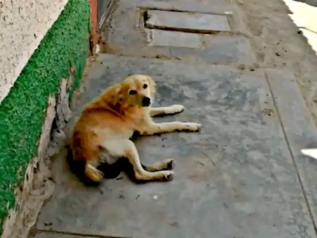 Lambayeque: mujer corta genitales a perro callejero que 'pisó' a su mascota